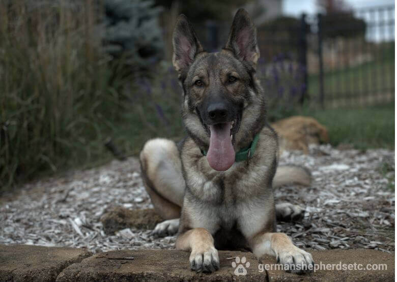 Sable GSD