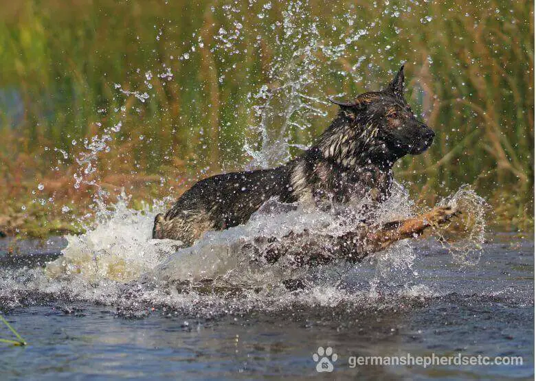 Sable colored German Shepherd swimming