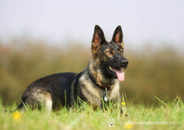 Sable colored GSD lying on the grass