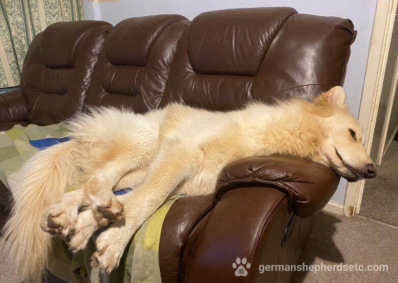 White German Shepherd on a couch