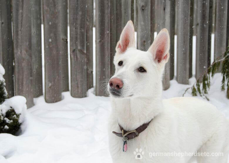 White GSD