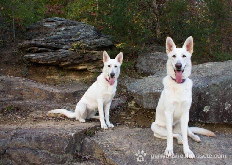 White German Shepherds