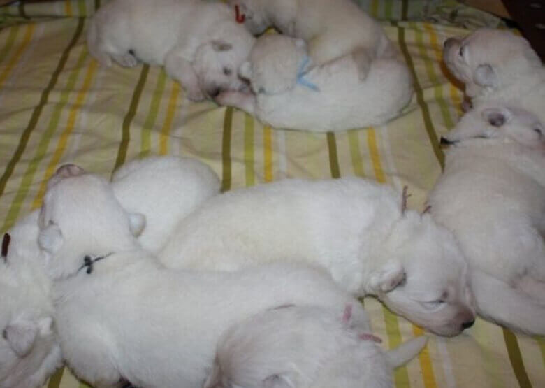 White GSD Puppies