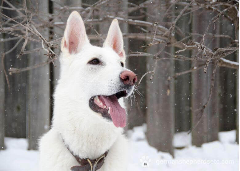 White GSD