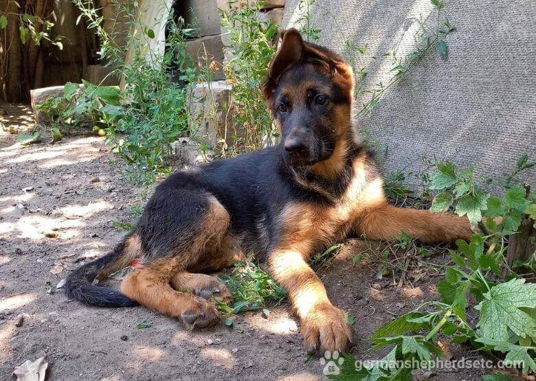 3 month best sale old gsd puppy