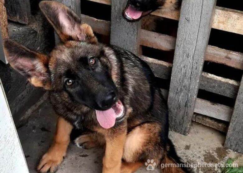 how big are german shepherds at 3 months