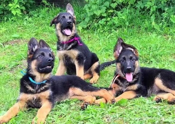 3 month old German Shepherd puppies