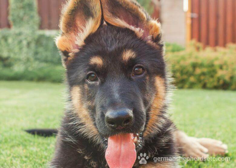 3 month old German Shepherd puppy