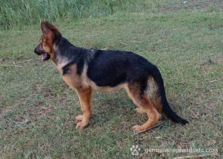 4 month old German Shepherd on a grass