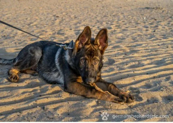 4 month old German Shepherd puppy