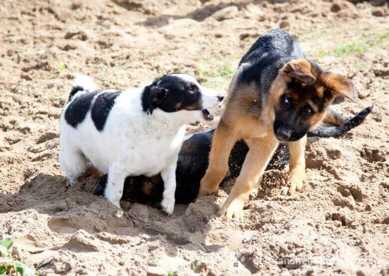 4 month old GSD is afraid of another dog