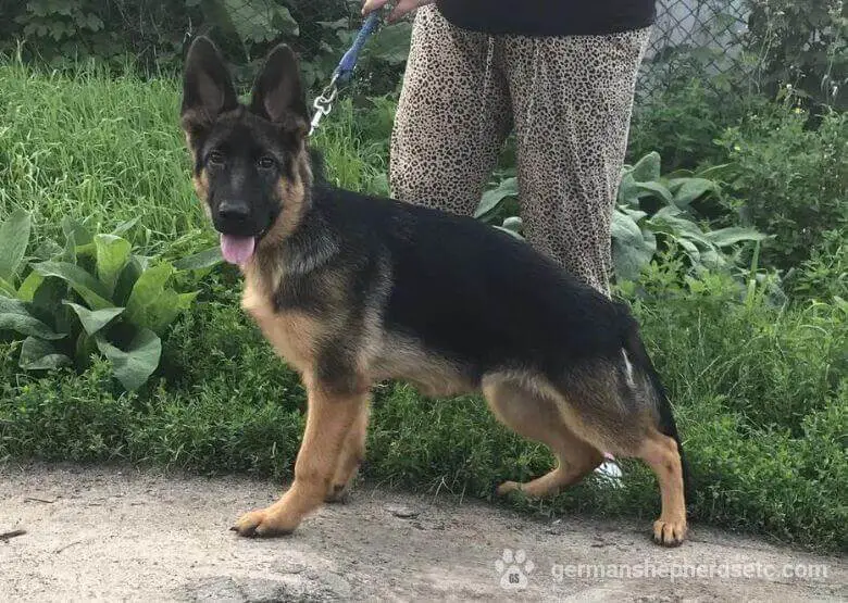 4 month old GSD on a leash