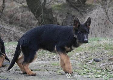 how long is german shepherd puppy stage