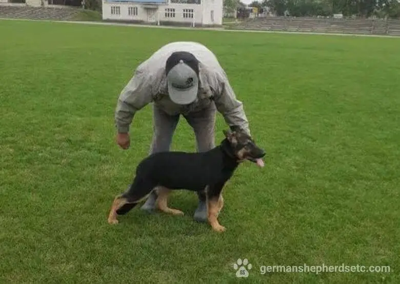5 month old German Shepherd training