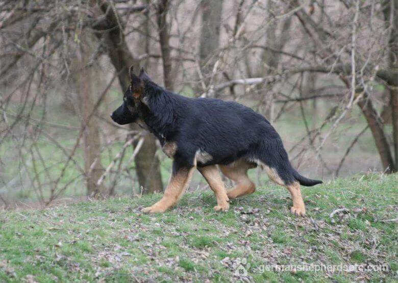 5 month old GSD