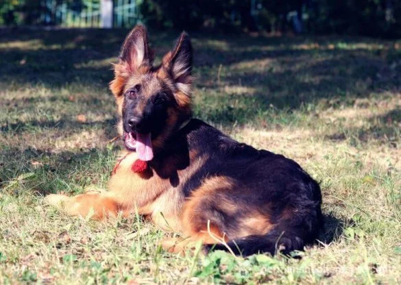 6 month old German Shepherd