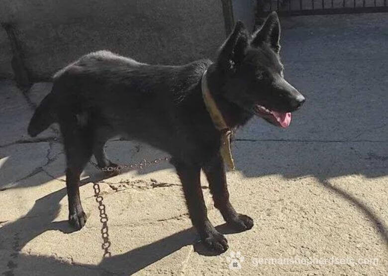 6 month old black GSD