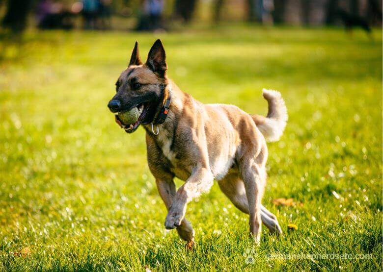 Belgian Shepherd