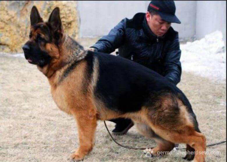 Chinese German Shepherd