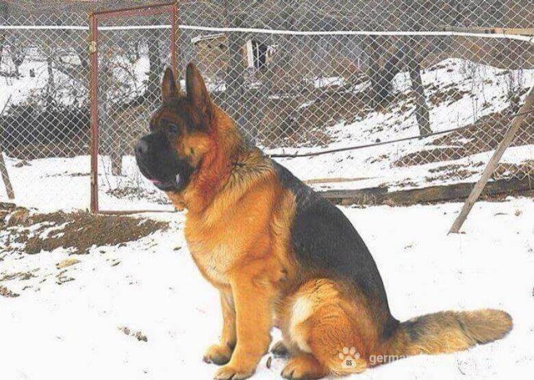 Chinese Shepherd Dog