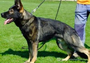 German Shepherd Types. Coats, Colors, and Breeding Lines varieties