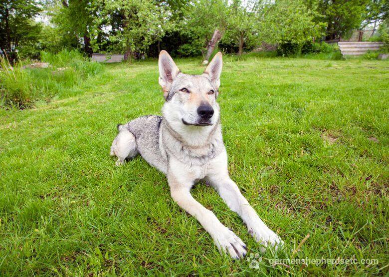 Czechoslovakian Wolfdog