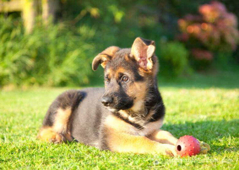 German Shepherd puppy with floppy ears