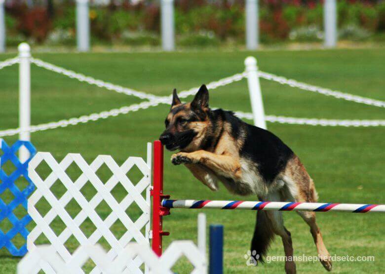 German Shepherd training