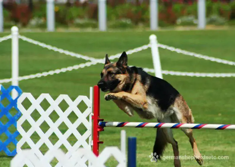 are german shepherds difficult to train