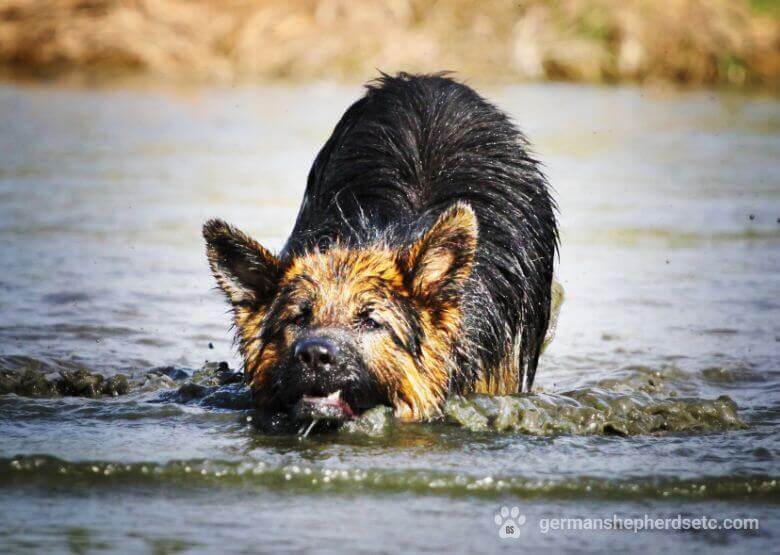 German Shepherd with long hair swimming