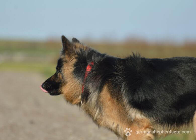 Long haired German Shepherd