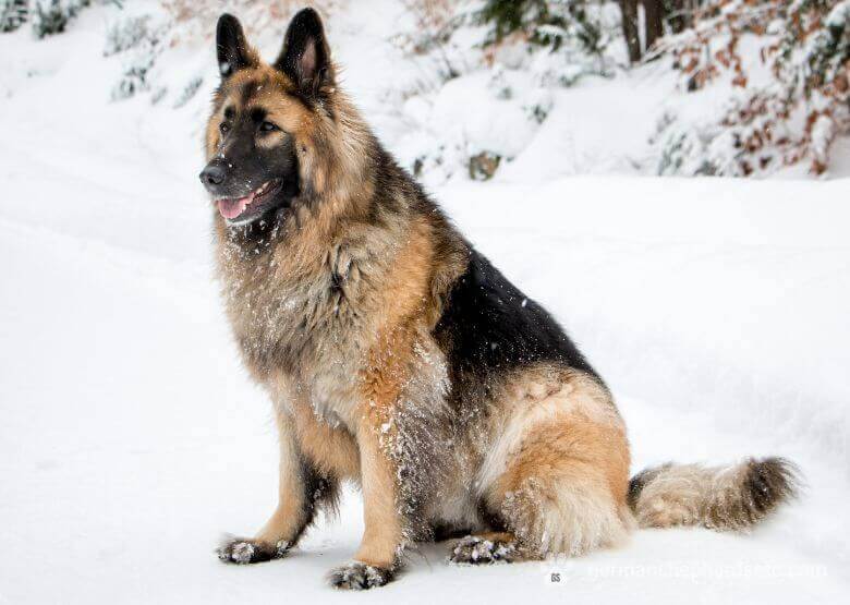 Long haired GSD