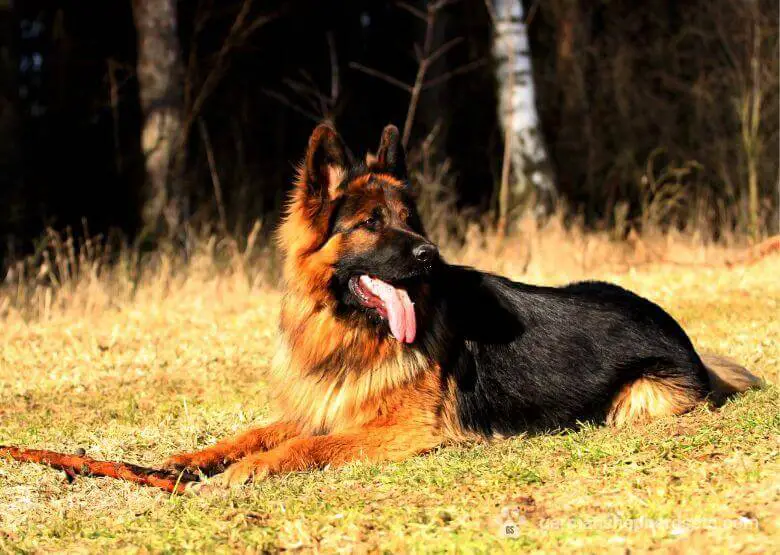 Long Haired German Shepherd: What You Should Know