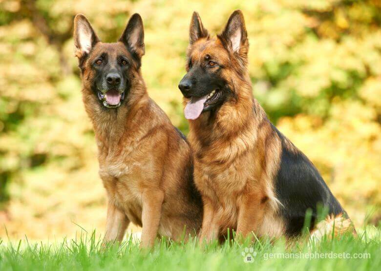 Female and Male German Shepherd