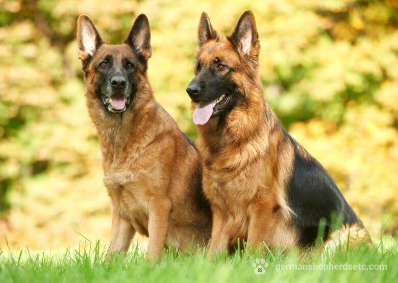 are boy or girl german shepherds better