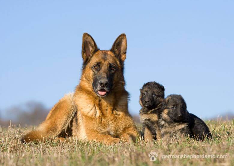 Female German Shepherd with Puppies