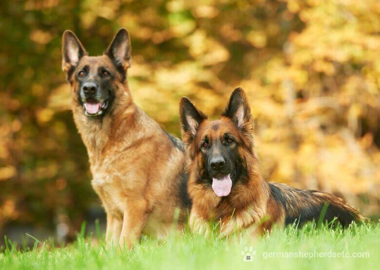 Male and Female GSDs