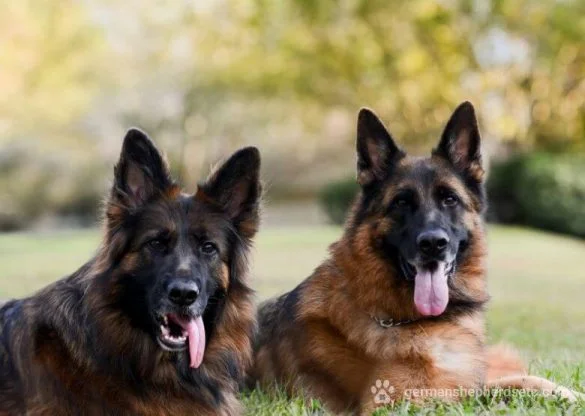 Male vs Female German Shepherd
