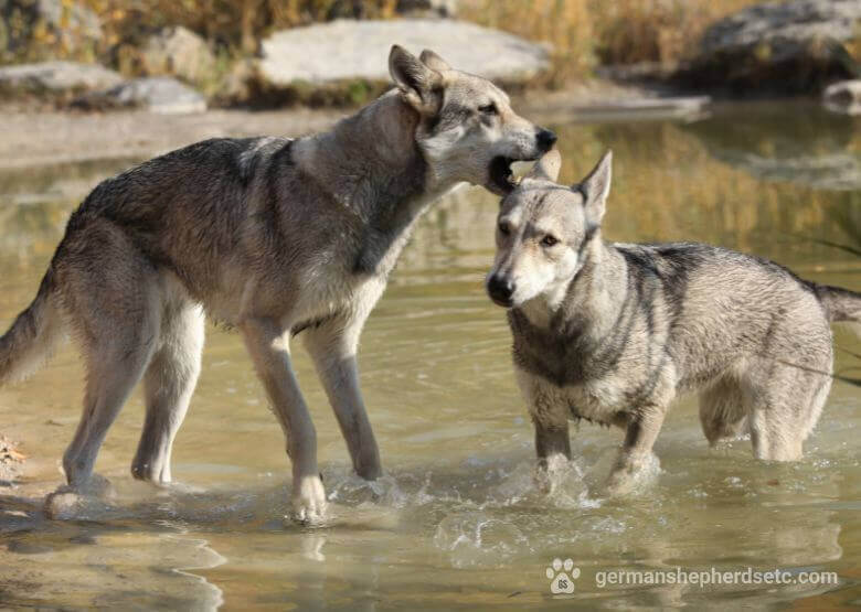 Saarloos Wolfhounds