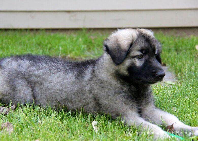 American Shiloh Shepherd