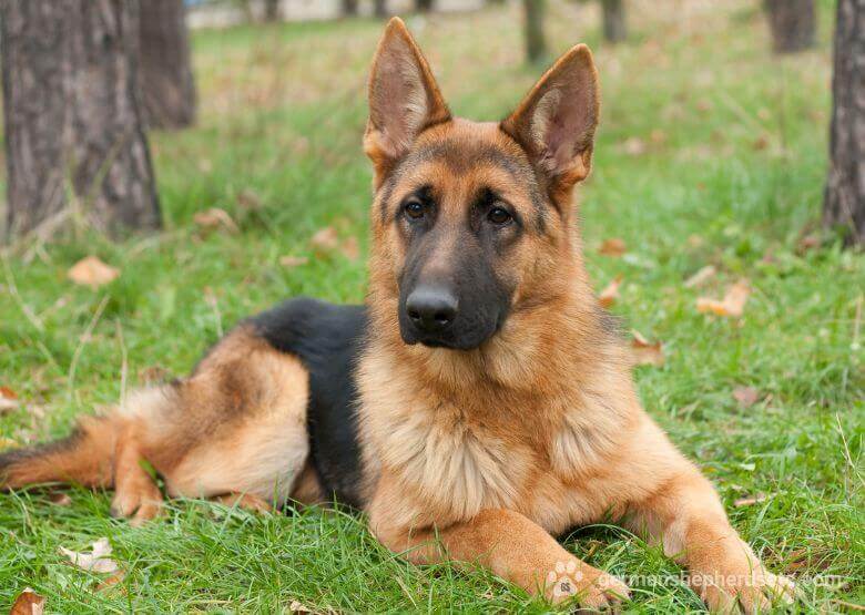 German Shepherd with short hair