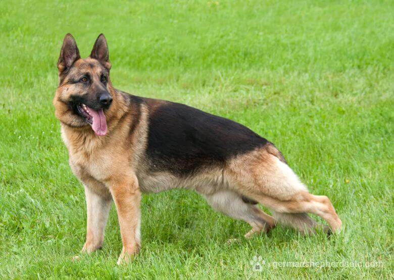 German Shepherd standing