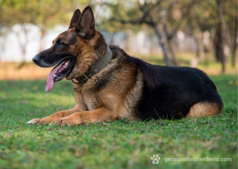 Short Haired German Shepherd Guide