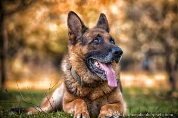 German Shepherd History. GSD Breed Origin and Ancestors