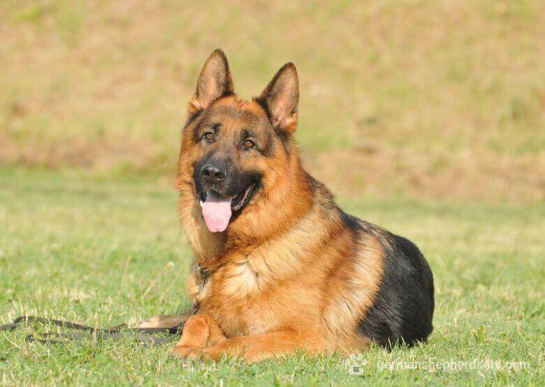 West show line German Shepherd