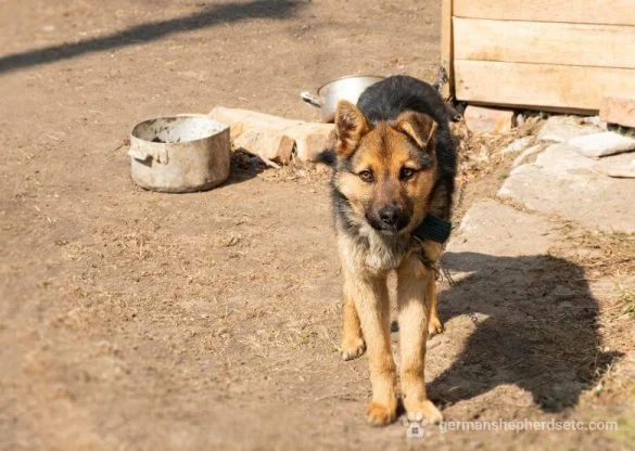 Skinny German Shepherd