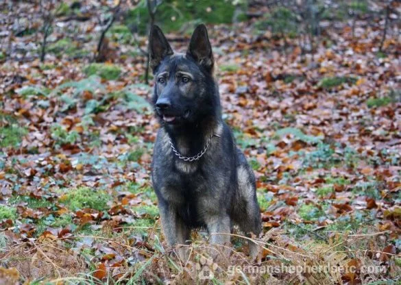 Czech German Shepherd