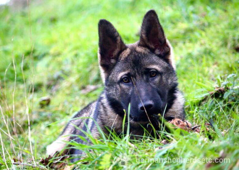 Czech GSD behind the grass