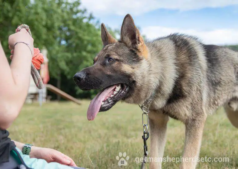 Czech German Shepherd training