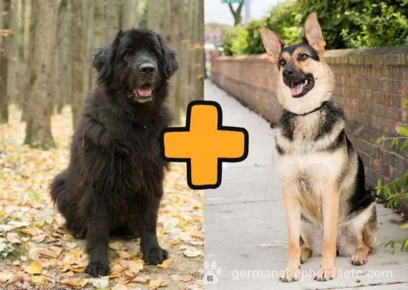 German Shepherd Newfoundland Mix
